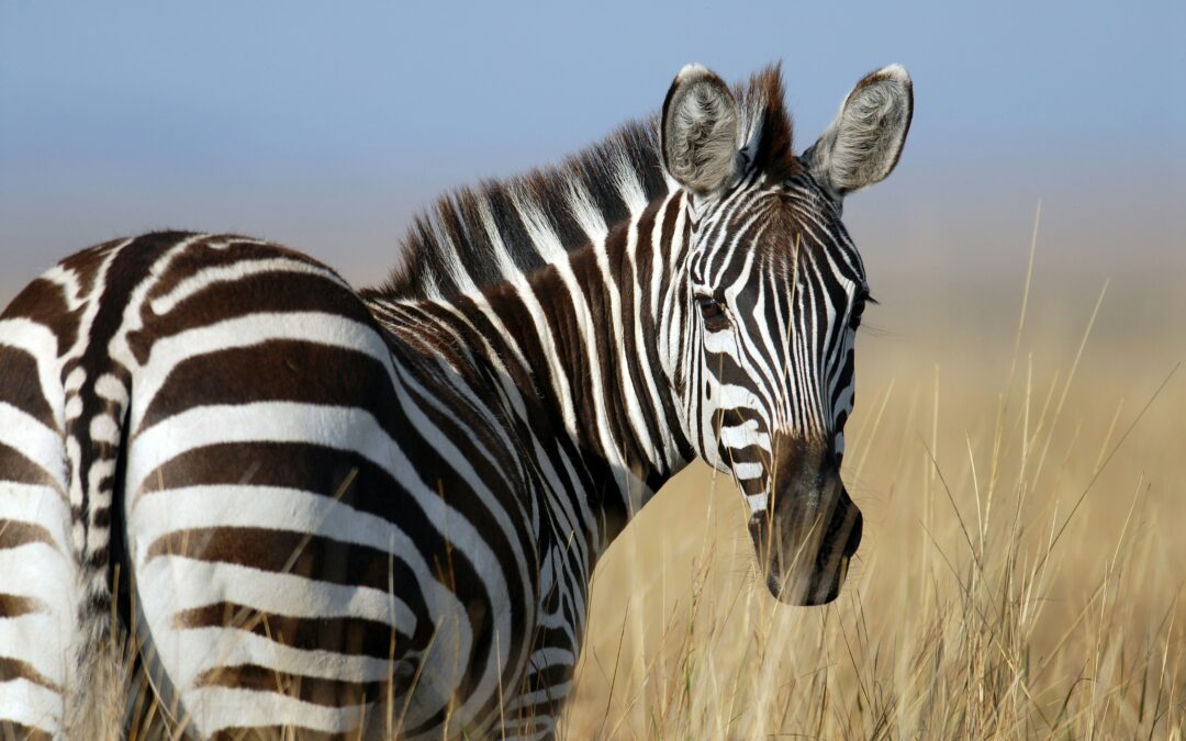 Er du spændt i kroppen? Sådan slipper du af med spændinger helt naturligt