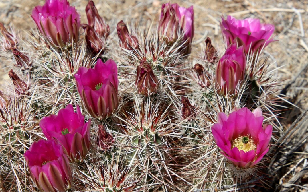 Hadets natur – hvorfor hader vi, og hvordan kan vi give slip?